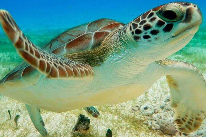 Half Day Semiprivate Snorkeling with Turtles and Majestic Cenote - Key highlights worth your time