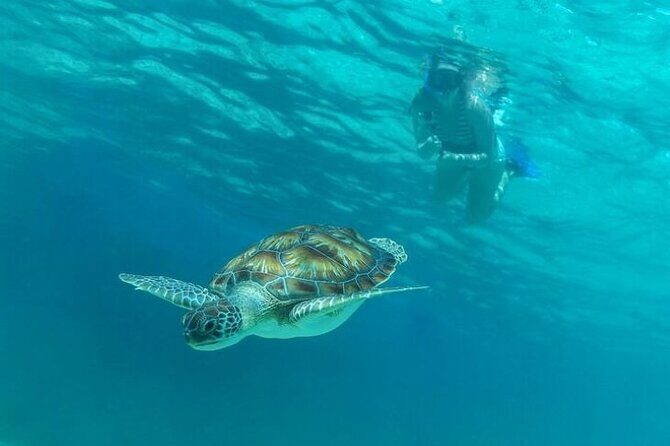 Half Day Semiprivate Snorkeling with Turtles and Majestic Cenote - Photography and memory-making: helpful, but not guaranteed quality