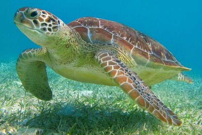 Half Day Semiprivate Snorkeling with Turtles and Majestic Cenote - The turtle conservation fee: why it shows up and how to plan around it