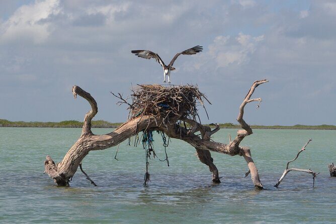 Half-Day Tour Discovering Sian Ka´an with Lunch - Snorkeling on the reef: great when it happens, not a guarantee