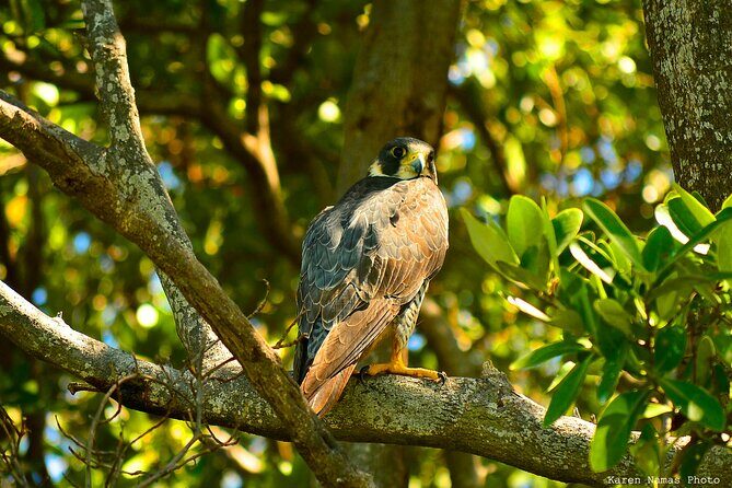 Private Birdwatching Tour in Sian Ka'an Muyil - What to Expect From Timing and Weather