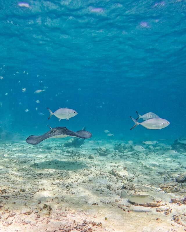 Tulum: 2-Hour Snorkeling in Two Spots of Tulum's Reef - Best for: who should book this, and who should skip