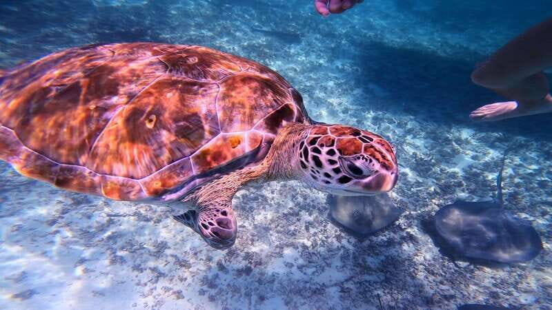 Tulum: 2-Hour Snorkeling in Two Spots of Tulum's Reef - Getting to the meeting point and Parque del Jaguar entry (the real checklist)