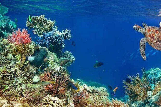 Tulum Area Experiences Guided 2 Tank Scuba Dive Casa Cenote & Barrier Reef-Lunch - The 8:00 start and how the day actually runs