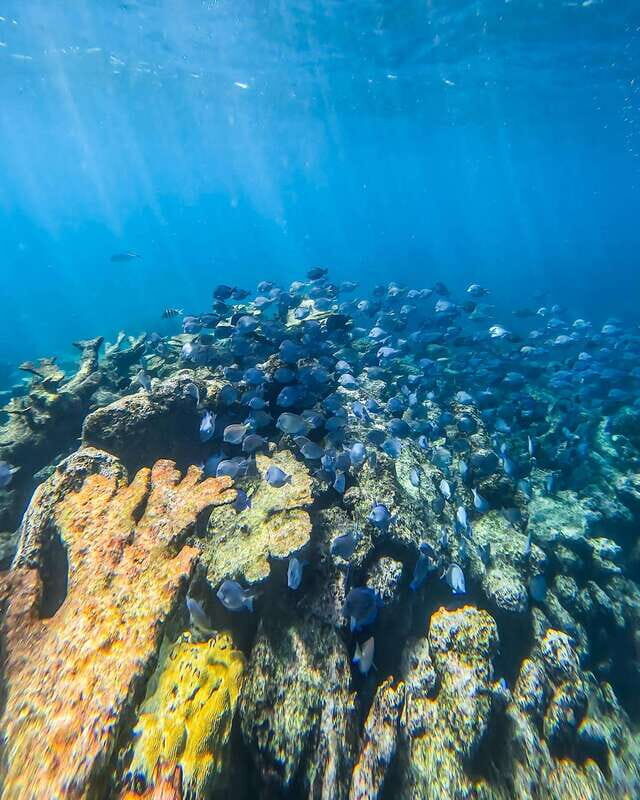 Tulum: Snorkeling at Paradise Reef - From Tulum to Paradise Reef: what this tour feels like