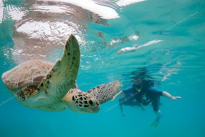Turtle Snorkeling Private Tour – Sea Turtles & Cenote in Tulum - Parque Dos Ojos and lunch: a jungle meal that actually satisfies