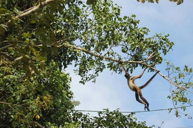 Wild Monkey Tour (Private, Half Day) - The main stop: your 2-hour jungle walk at Punta Laguna